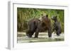 Brown Bear Mother and Cub, Katmai National Park, Alaska-Paul Souders-Framed Photographic Print