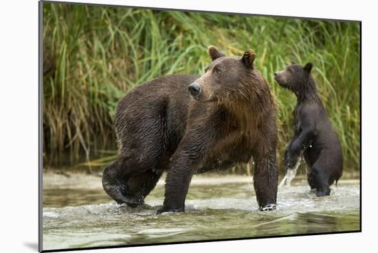 Brown Bear Mother and Cub, Katmai National Park, Alaska-Paul Souders-Mounted Photographic Print