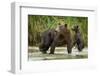 Brown Bear Mother and Cub, Katmai National Park, Alaska-Paul Souders-Framed Photographic Print