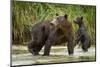 Brown Bear Mother and Cub, Katmai National Park, Alaska-Paul Souders-Mounted Photographic Print