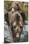 Brown Bear Mother and Cub, Katmai National Park, Alaska-null-Mounted Photographic Print