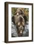 Brown Bear Mother and Cub, Katmai National Park, Alaska-null-Framed Photographic Print