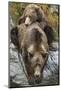 Brown Bear Mother and Cub, Katmai National Park, Alaska-null-Mounted Photographic Print