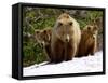 Brown Bear Mother with Cubs, Valley of the Geysers, Kronotsky Zapovednik, Russia-Igor Shpilenok-Framed Stretched Canvas