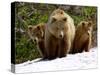 Brown Bear Mother with Cubs, Valley of the Geysers, Kronotsky Zapovednik, Russia-Igor Shpilenok-Stretched Canvas