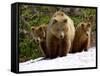 Brown Bear Mother with Cubs, Valley of the Geysers, Kronotsky Zapovednik, Russia-Igor Shpilenok-Framed Stretched Canvas