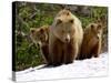 Brown Bear Mother with Cubs, Valley of the Geysers, Kronotsky Zapovednik, Russia-Igor Shpilenok-Stretched Canvas