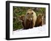 Brown Bear Mother with Cubs, Valley of the Geysers, Kronotsky Zapovednik, Russia-Igor Shpilenok-Framed Photographic Print