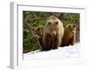 Brown Bear Mother with Cubs, Valley of the Geysers, Kronotsky Zapovednik, Russia-Igor Shpilenok-Framed Photographic Print