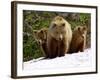 Brown Bear Mother with Cubs, Valley of the Geysers, Kronotsky Zapovednik, Russia-Igor Shpilenok-Framed Photographic Print