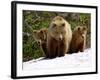 Brown Bear Mother with Cubs, Valley of the Geysers, Kronotsky Zapovednik, Russia-Igor Shpilenok-Framed Photographic Print