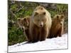 Brown Bear Mother with Cubs, Valley of the Geysers, Kronotsky Zapovednik, Russia-Igor Shpilenok-Mounted Photographic Print
