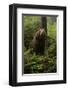 Brown Bear on a Wooded Hill-null-Framed Art Print