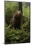 Brown Bear on a Wooded Hill-null-Mounted Art Print