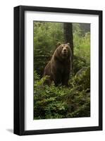 Brown Bear on a Wooded Hill-null-Framed Art Print