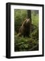 Brown Bear on a Wooded Hill-null-Framed Art Print