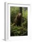 Brown Bear on a Wooded Hill-null-Framed Art Print