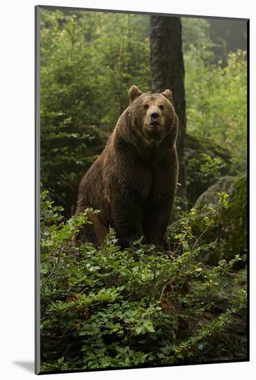 Brown Bear on a Wooded Hill-null-Mounted Art Print