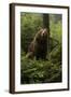 Brown Bear on a Wooded Hill-null-Framed Art Print