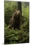 Brown Bear on a Wooded Hill-null-Mounted Art Print