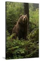 Brown Bear on a Wooded Hill-null-Stretched Canvas