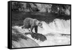 Brown Bear on Alaska-Andrushko Galyna-Framed Stretched Canvas