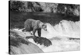 Brown Bear on Alaska-Andrushko Galyna-Stretched Canvas