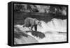 Brown Bear on Alaska-Andrushko Galyna-Framed Stretched Canvas