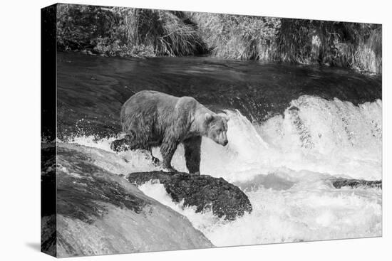 Brown Bear on Alaska-Andrushko Galyna-Stretched Canvas