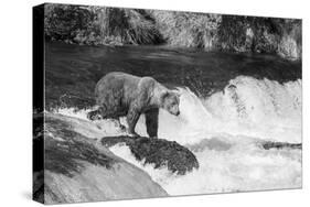 Brown Bear on Alaska-Andrushko Galyna-Stretched Canvas