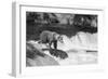 Brown Bear on Alaska-Andrushko Galyna-Framed Photographic Print