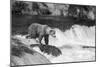 Brown Bear on Alaska-Andrushko Galyna-Mounted Photographic Print