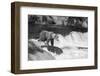 Brown Bear on Alaska-Andrushko Galyna-Framed Photographic Print