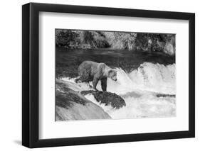 Brown Bear on Alaska-Andrushko Galyna-Framed Photographic Print