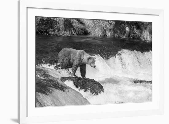 Brown Bear on Alaska-Andrushko Galyna-Framed Photographic Print