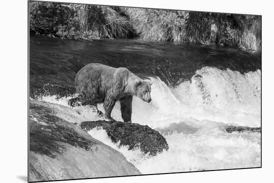 Brown Bear on Alaska-Andrushko Galyna-Mounted Photographic Print