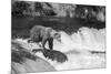 Brown Bear on Alaska-Andrushko Galyna-Mounted Photographic Print