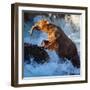 Brown Bear on Alaska-Galyna Andrushko-Framed Photographic Print