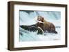 Brown Bear on Alaska-Galyna Andrushko-Framed Photographic Print