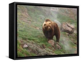 Brown Bear on Grassy Slope, Valley of the Geysers, Kronotsky Zapovednik, Kamchatka, Far East Russia-Igor Shpilenok-Framed Stretched Canvas