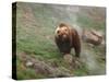 Brown Bear on Grassy Slope, Valley of the Geysers, Kronotsky Zapovednik, Kamchatka, Far East Russia-Igor Shpilenok-Stretched Canvas