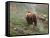 Brown Bear on Grassy Slope, Valley of the Geysers, Kronotsky Zapovednik, Kamchatka, Far East Russia-Igor Shpilenok-Framed Stretched Canvas