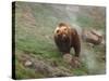 Brown Bear on Grassy Slope, Valley of the Geysers, Kronotsky Zapovednik, Kamchatka, Far East Russia-Igor Shpilenok-Stretched Canvas