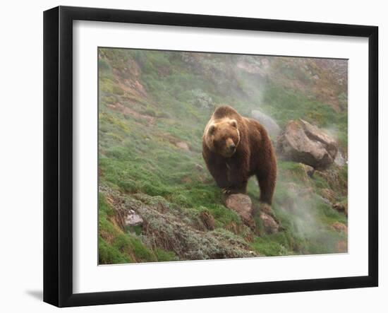 Brown Bear on Grassy Slope, Valley of the Geysers, Kronotsky Zapovednik, Kamchatka, Far East Russia-Igor Shpilenok-Framed Premium Photographic Print