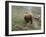 Brown Bear on Grassy Slope, Valley of the Geysers, Kronotsky Zapovednik, Kamchatka, Far East Russia-Igor Shpilenok-Framed Premium Photographic Print