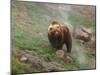 Brown Bear on Grassy Slope, Valley of the Geysers, Kronotsky Zapovednik, Kamchatka, Far East Russia-Igor Shpilenok-Mounted Premium Photographic Print