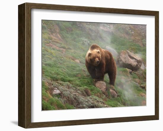 Brown Bear on Grassy Slope, Valley of the Geysers, Kronotsky Zapovednik, Kamchatka, Far East Russia-Igor Shpilenok-Framed Photographic Print