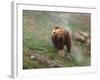 Brown Bear on Grassy Slope, Valley of the Geysers, Kronotsky Zapovednik, Kamchatka, Far East Russia-Igor Shpilenok-Framed Photographic Print