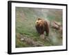 Brown Bear on Grassy Slope, Valley of the Geysers, Kronotsky Zapovednik, Kamchatka, Far East Russia-Igor Shpilenok-Framed Photographic Print