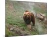 Brown Bear on Grassy Slope, Valley of the Geysers, Kronotsky Zapovednik, Kamchatka, Far East Russia-Igor Shpilenok-Mounted Photographic Print